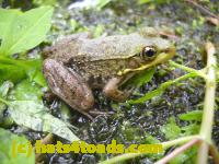 /home//u458753944/public_html/sourcegallery///Frogs/Mixed frogs/DSCN3373.JPG